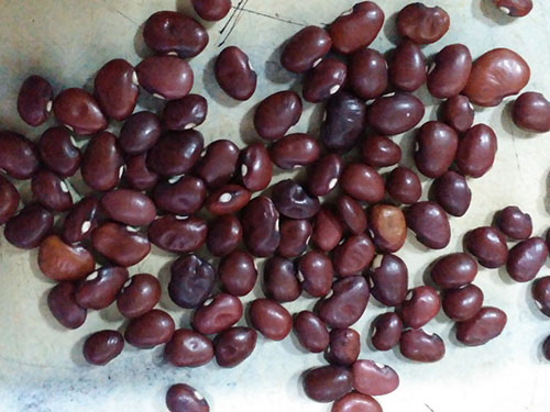 红扁豆的功效与作用