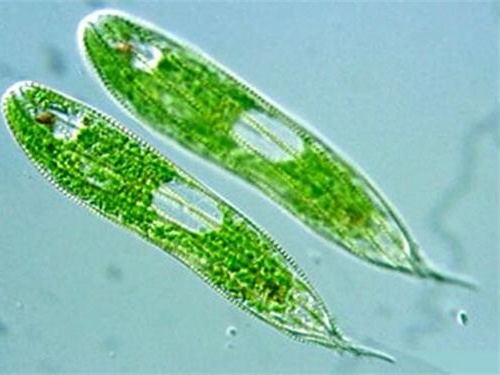 裸甲藻属图片