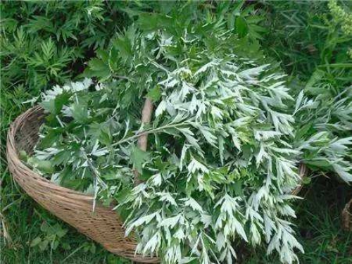 艾叶有哪些功效与作用 艾叶的使用方法