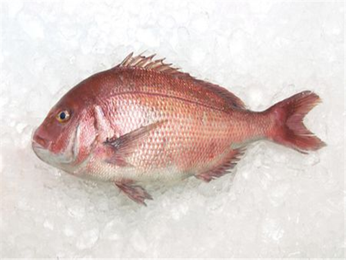 红鲷鱼的营养价值及功效