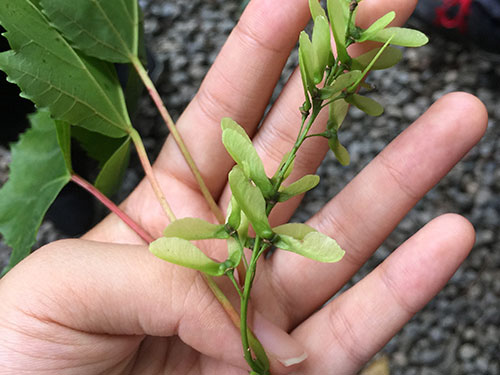 翅果油树的功效与作用 翅果油树叶子药用价值