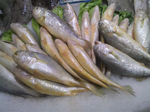 小黄鱼是海鱼还是淡水鱼小黄鱼怎么做好吃