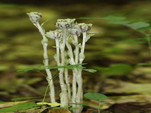 水晶蘭的作用與功效水晶蘭多少錢一株