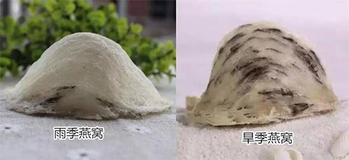 维萃美教你挑燕窝！燕窝什么牌子最好？看这里就知道