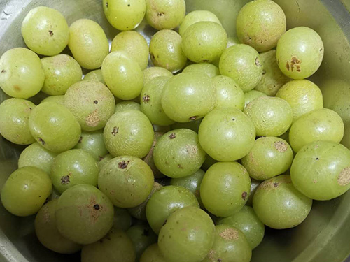 油柑叶做枕头的功效 油柑叶多少钱一斤