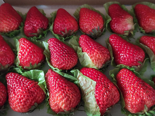 最好吃的草莓品种十大排行 草莓哪个品种最好吃