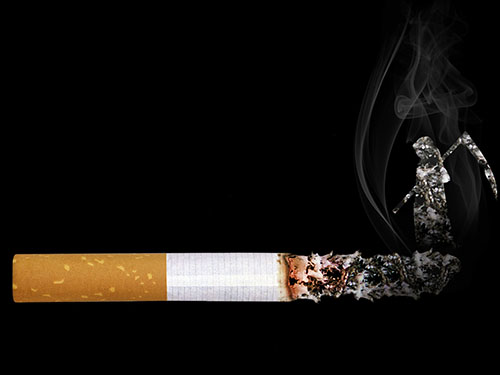 抽烟的人吃清肺片会有什么效果？维萃美复合本草清肺片助力清肺排毒