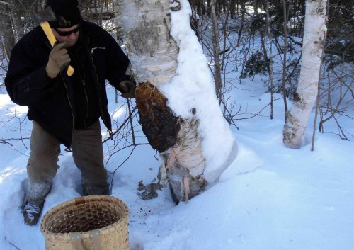 维萃美白桦茸胶囊，一份来自西伯利亚的降糖礼物