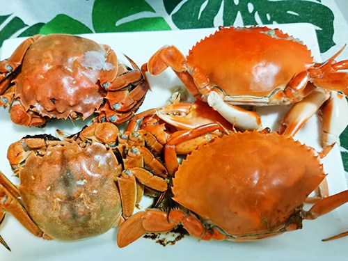 青蟹和大闸蟹哪个贵 青蟹和梭子蟹哪个好吃