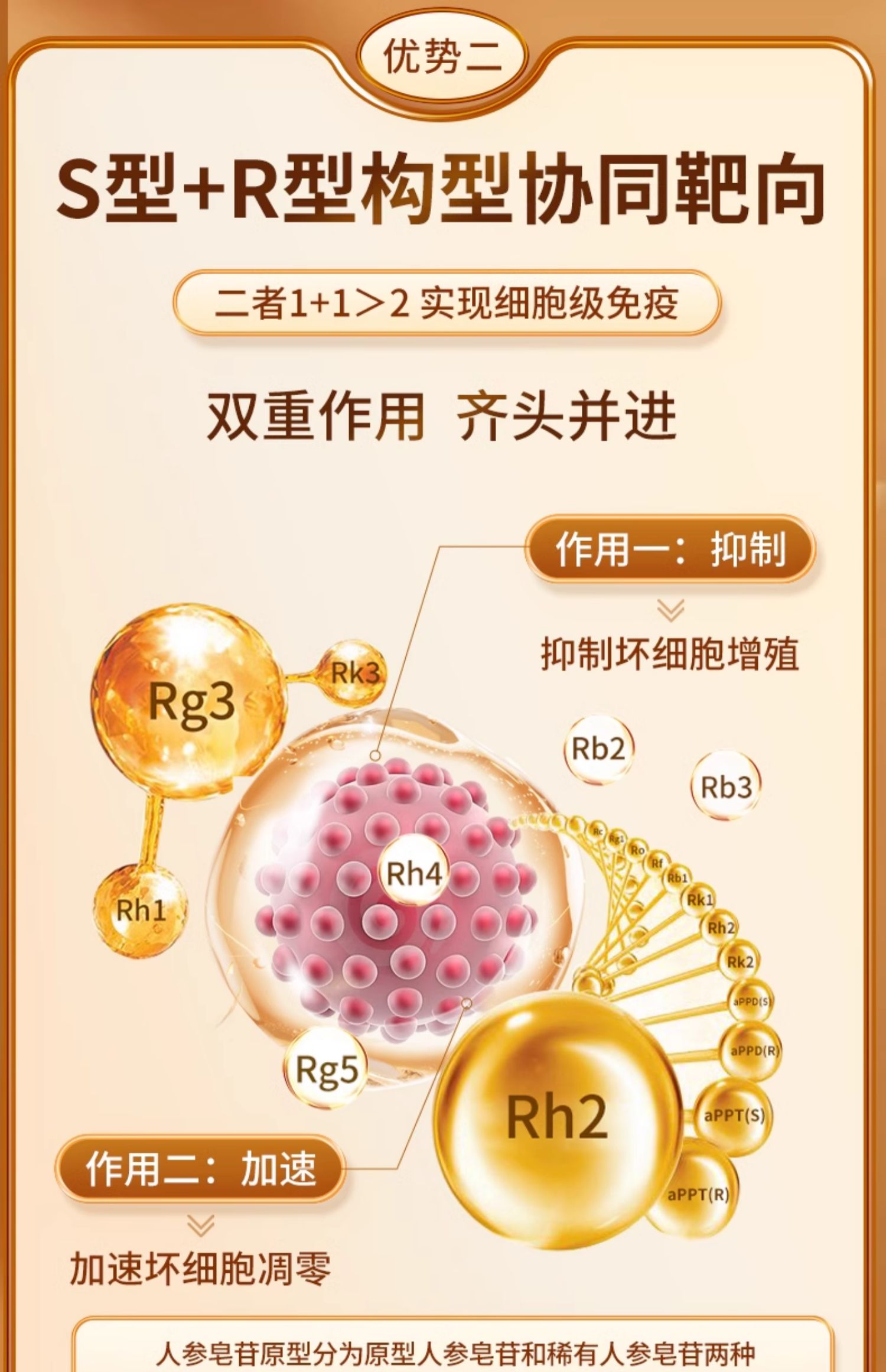文斯可(vinsic)高含量16种稀有人参皂苷rg3、rh2胶囊【两盒装】